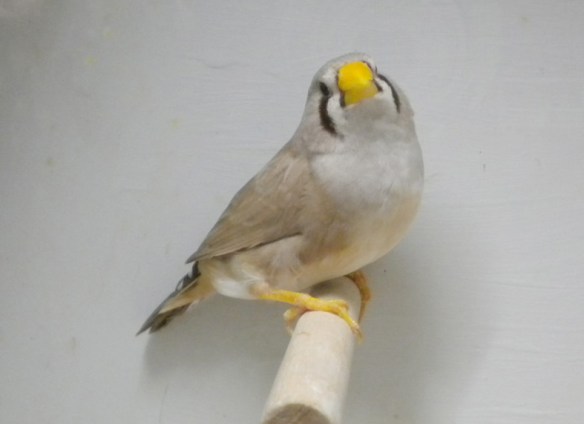 Bruno becco giallo (femmina)