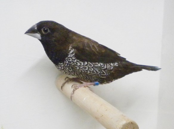 Nero bruno (femmina)