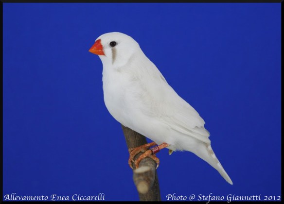 Grigio ino (femmina)