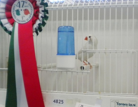 Campionato Italiano Pordenone 2012 (1° class. femmina)