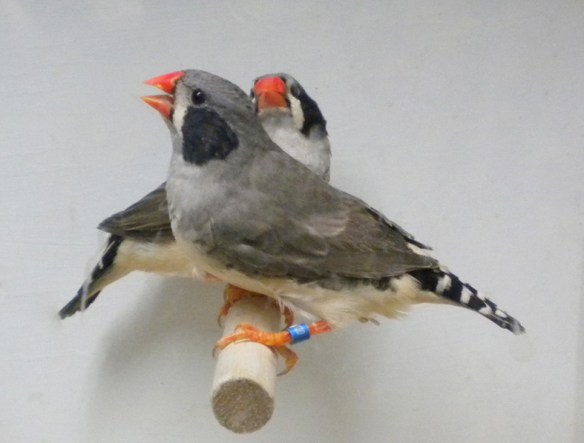 Grigio guancia nera (femmine)