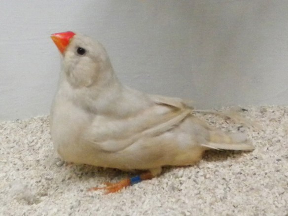 Bruno diluito (femmina)