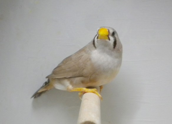 Bruno becco giallo (femmina)