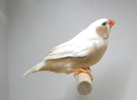 Bruno guancia (femmina)