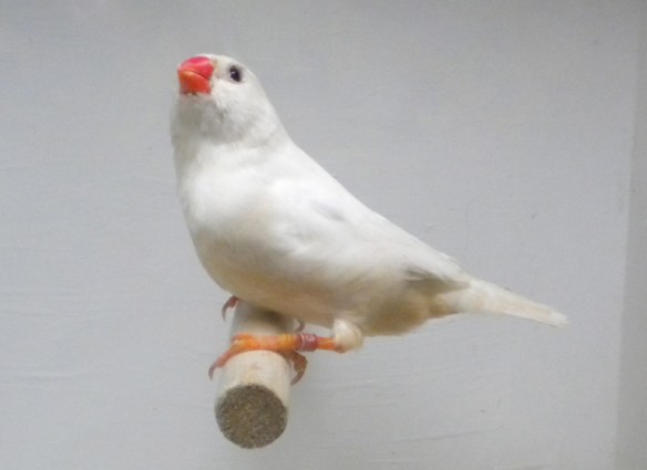 Campionato Italiano Parma 2010 (2° class. femmine)