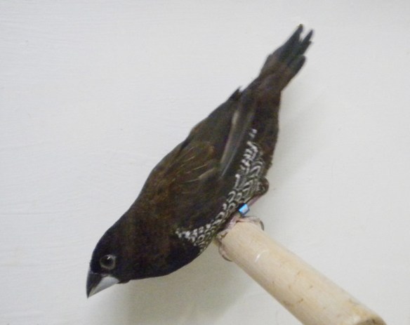 Nero bruno (femmina)