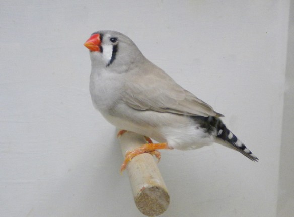 Grigio dorso chiaro (femmina)