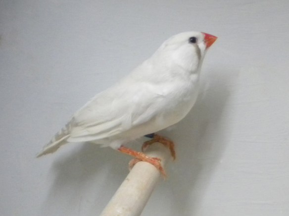 Grigio ino (femmina)