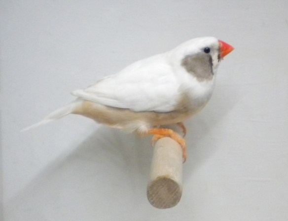 Grigio guancia (femmina)