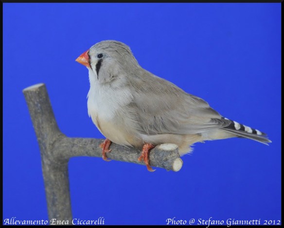femmina dal colore troppo freddo e scarico