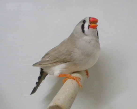 Grigio dorso chiaro (femmina)