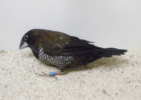 Nero bruno (femmina)