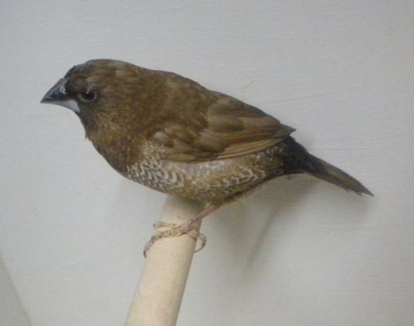 Moka bruno (femmina)