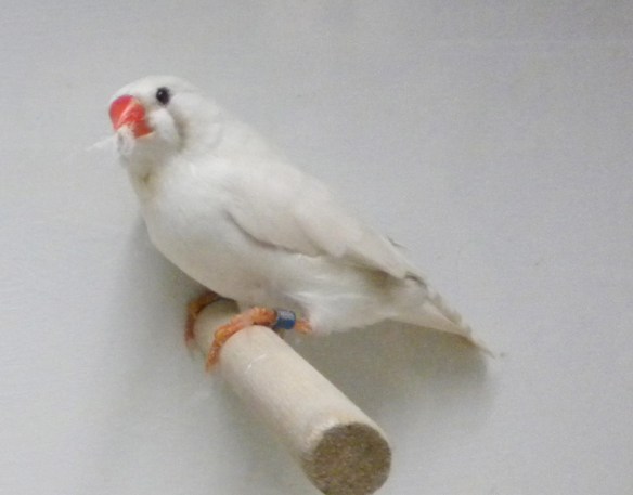 Grigio ino (femmina)