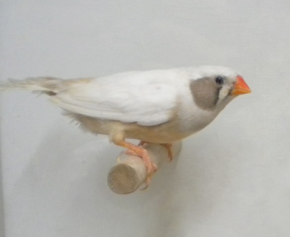 Grigio guancia (femmina)