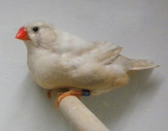 Bruno diluito (femmina)