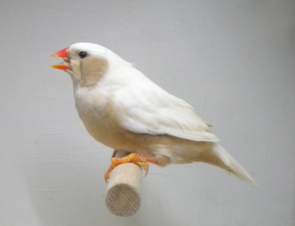 Bruno guancia (femmina)