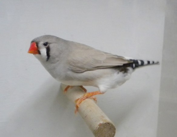 Grigio dorso chiaro (femmina)