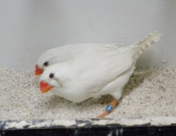 Grigio ino (femmine)