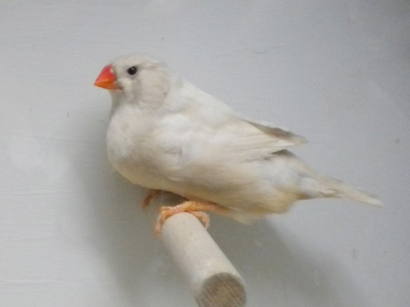 Bruno diluito (femmina)