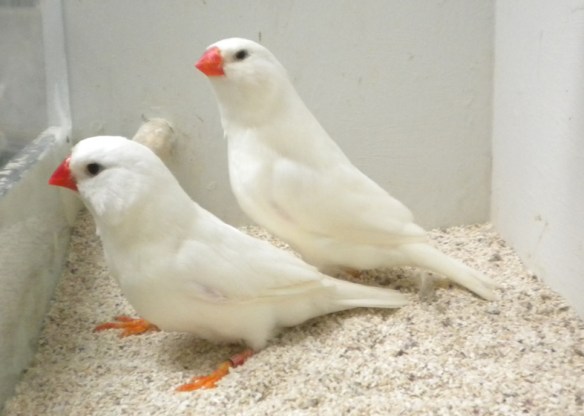 Bianco (coppia)