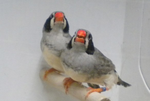 Grigio guancia nera (femmine) con ventre inquinato