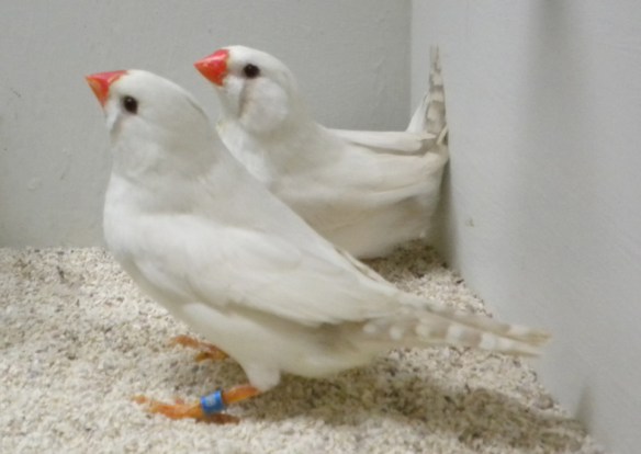 Grigio ino (femmine)