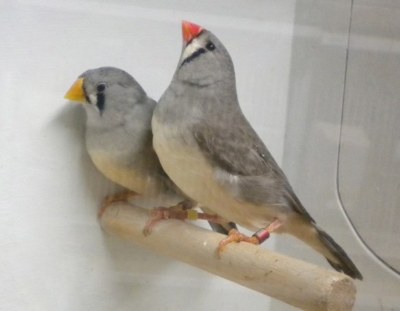 Grigio becco giallo e portatore a confronto (femmine)