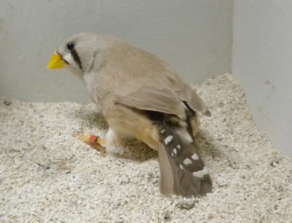 Bruno becco giallo (femmina)