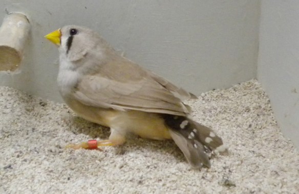 Bruno becco giallo (femmina)