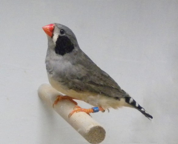 Grigio guancia nera (femmina)