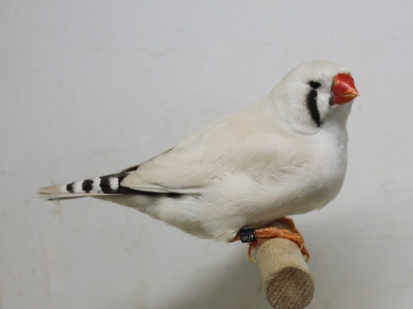 Grigio mascherato o. r. (femmina)