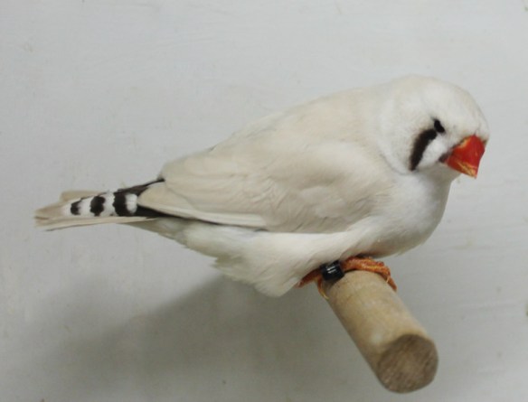 Grigio mascherato o. r. (femmina)