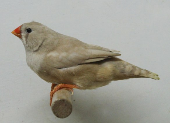 Bruno diluito (femmina)