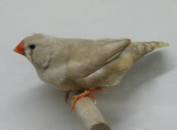 Bruno diluito (femmina)