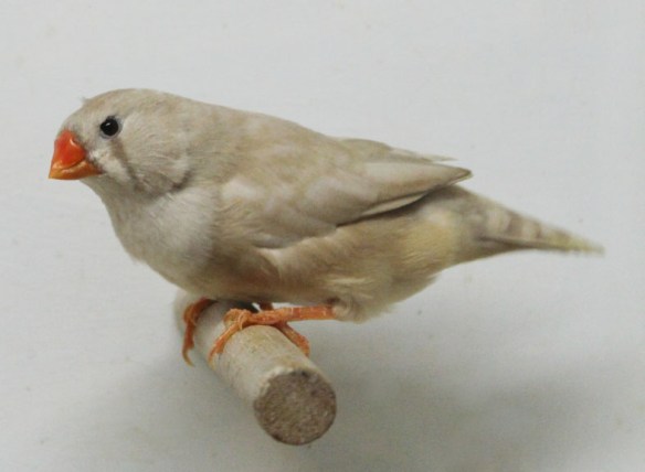 Bruno diluito (femmina)