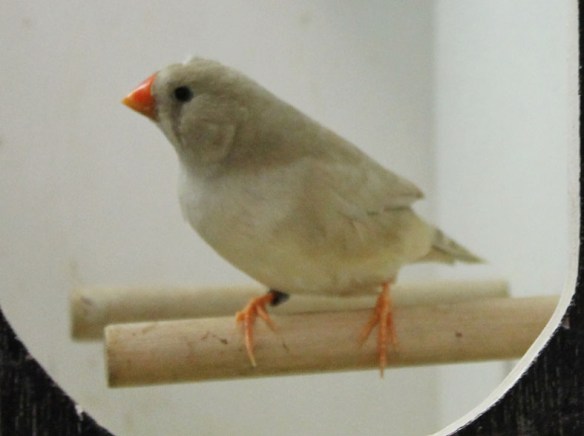 Bruno diluito (femmina)