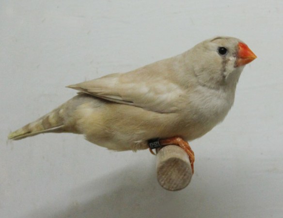 Bruno diluito (femmina)