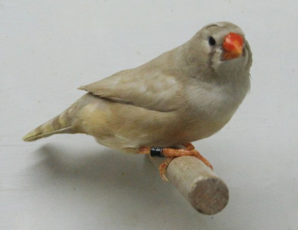 Bruno diluito (femmina)