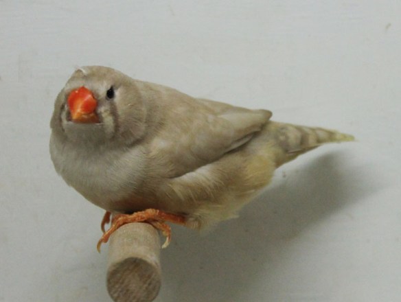 Bruno diluito (femmina)