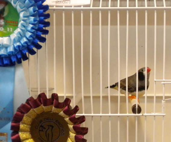 Campionato Italiano Parma 2010 (1° class. guancia nera maschio)