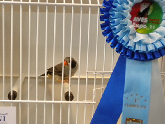 Exotica 2011 (1° class. guancia nera femmina)