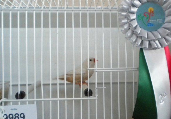 Campionato Italiano Rimini 2012 (2° class. femmina)