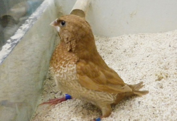 Rosso bruno (femmina)