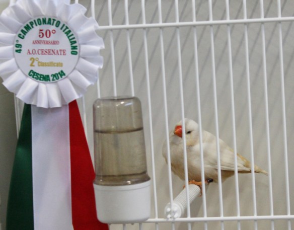 Campionato Italiano Cesena 2014 (2° class. Feomelanico femmina)