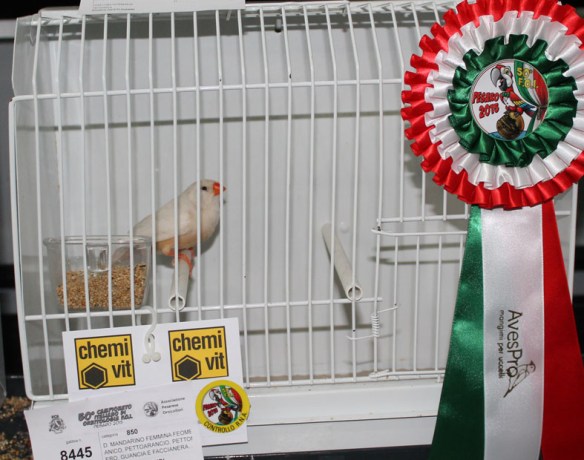 Campionato Italiano Pesaro 2015 (1° class. Feo femmina)