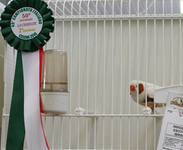 Campionato Italiano Cesena 2014 (2° class. Feomelanico maschio)