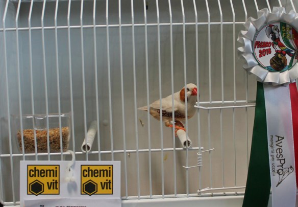 Campionato Italiano Pesaro 2015 (2° class. Feo femmina)