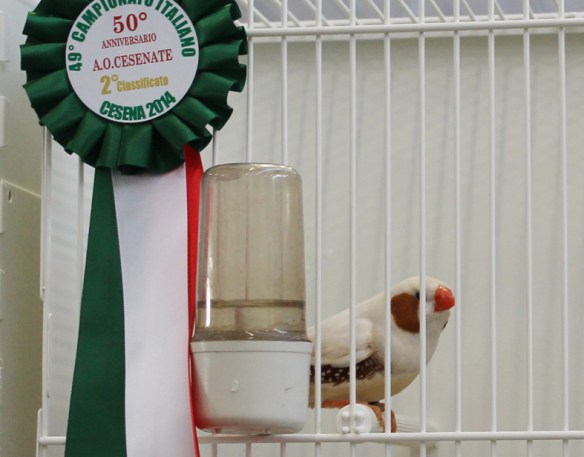 Campionato Italiano Cesena 2014 (2° class. Feomelanico maschio)