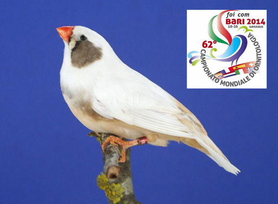 Campionato Mondiale 2014 (1° class. cat. guancia tutti)